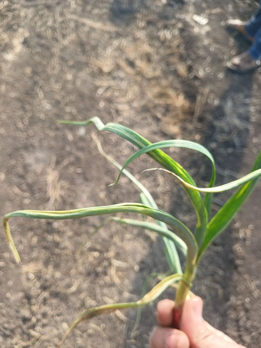 الاصابه التفاف و التواء اوراق الثوم ما العلاج